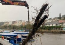Os servizos municipais retiraron diversos árbores na zona rural de Betanzos afectada polo temporal.