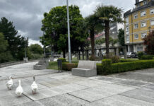 Betanzos solicita a colaboración da Xunta para retirar ocas na contorna do Mendo que atacan á veciñanza e xeran problemas de seguridade viaria e salubridade